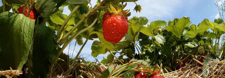 Reife Erdbeeren an der Pflanze